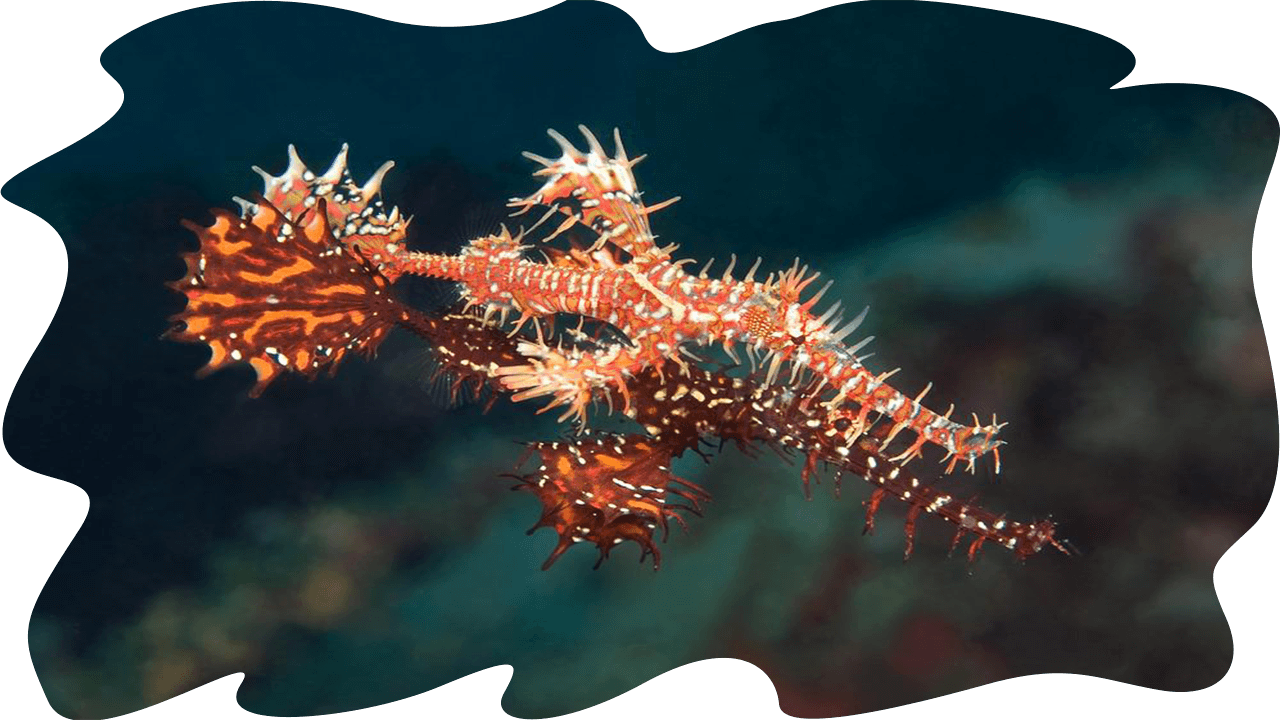coral pipefish