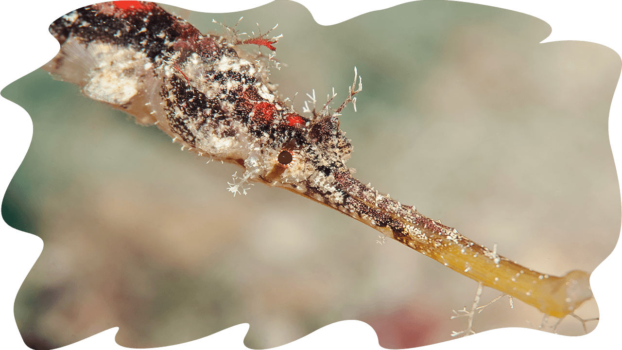 sea cucumbers